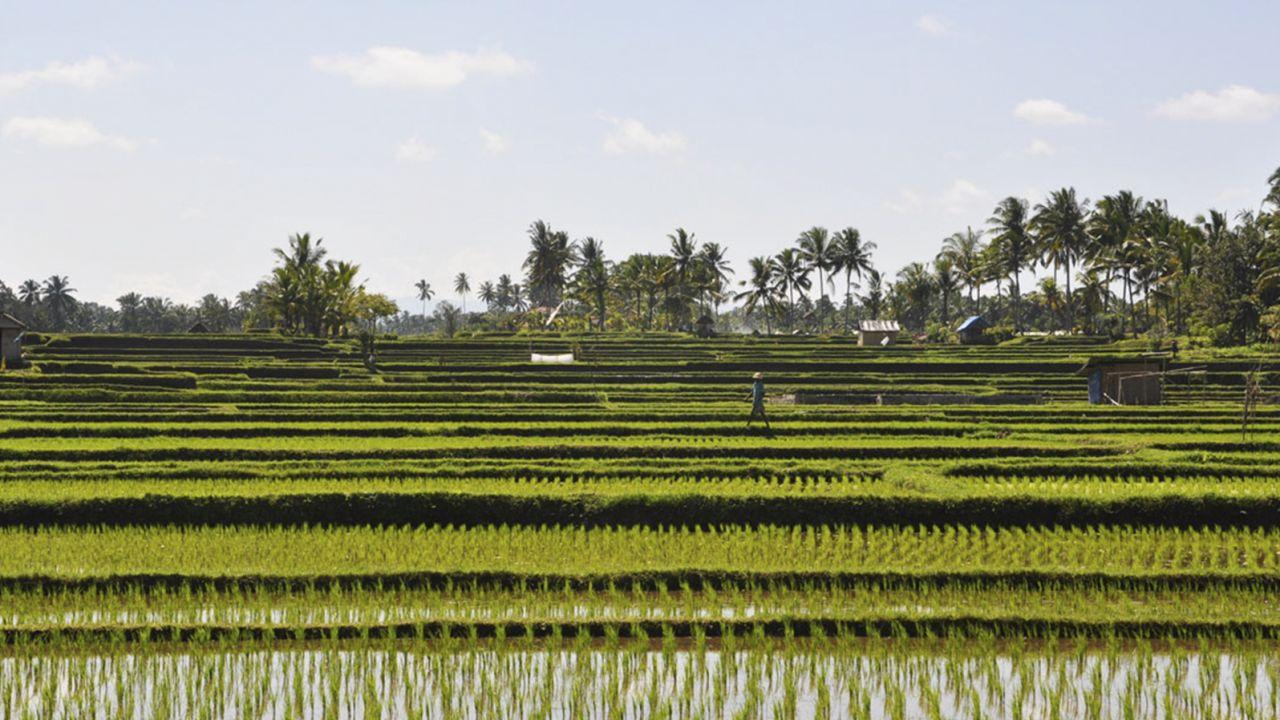 They may not be the staple attraction in Bali, but paddy fields are still one of the most calming experiences you can have under the sun.